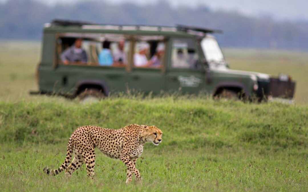 Blossom Kenya Safaris